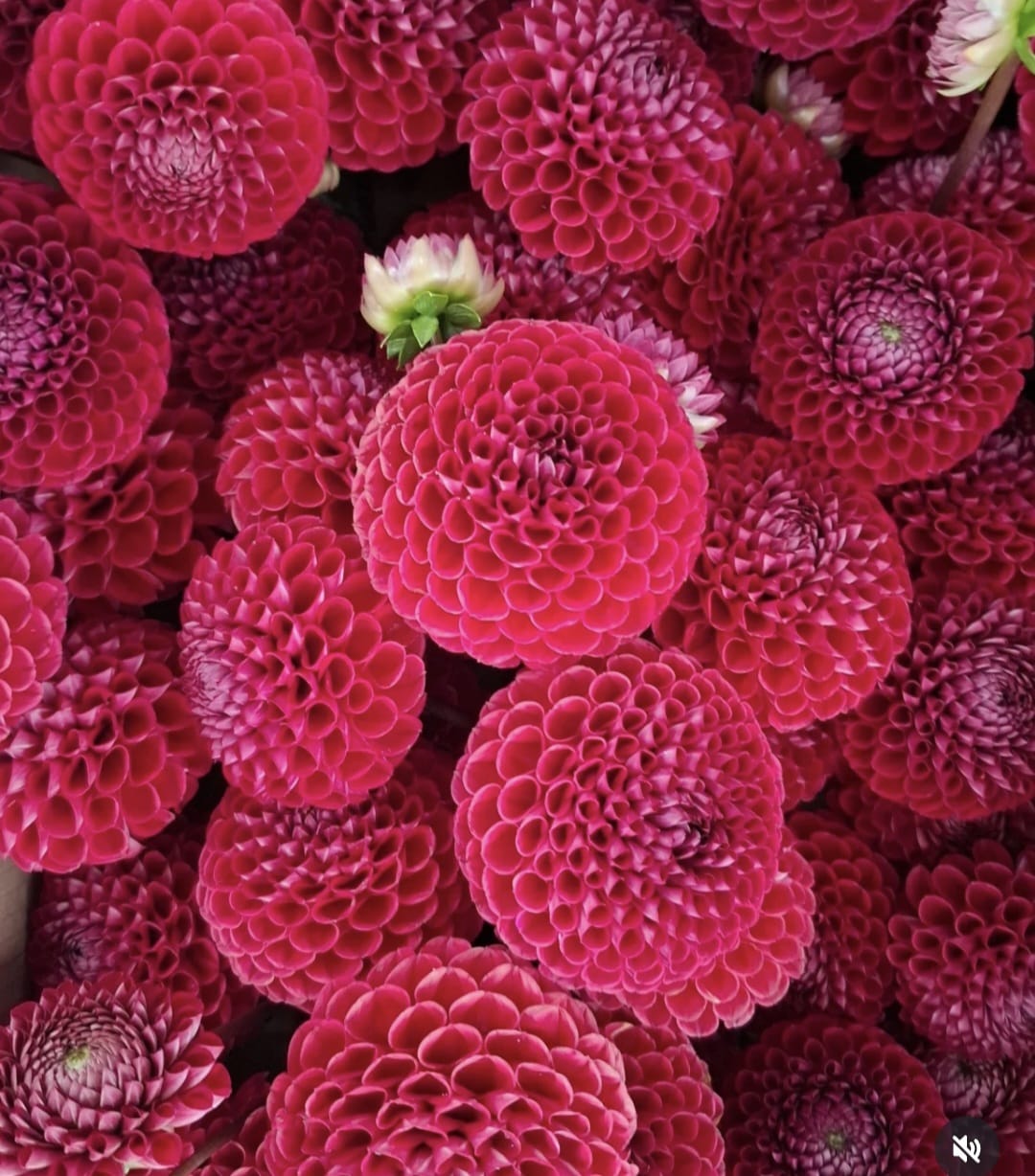 Mix Dahlia Flower Bunch