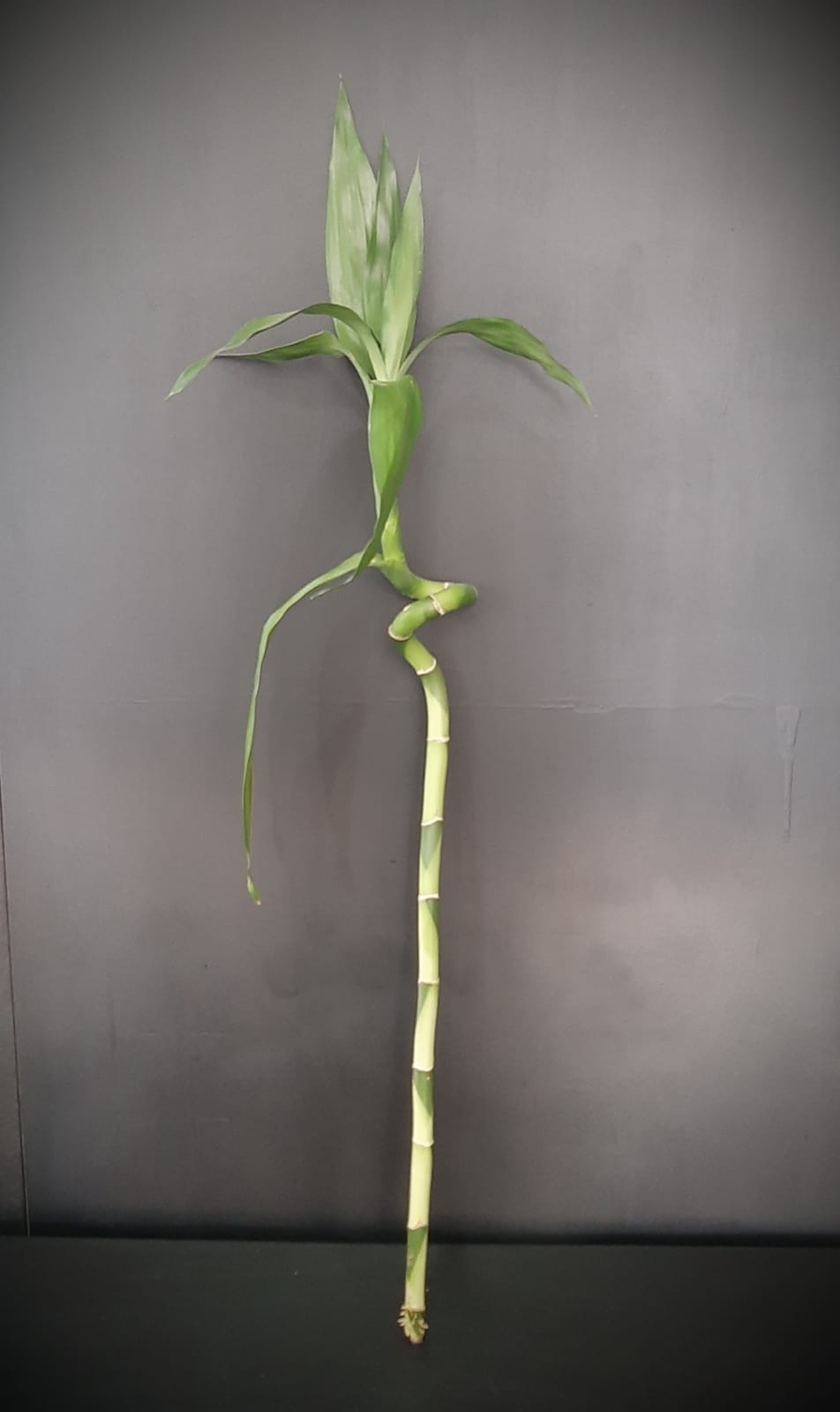 TWISTED BAMBOO