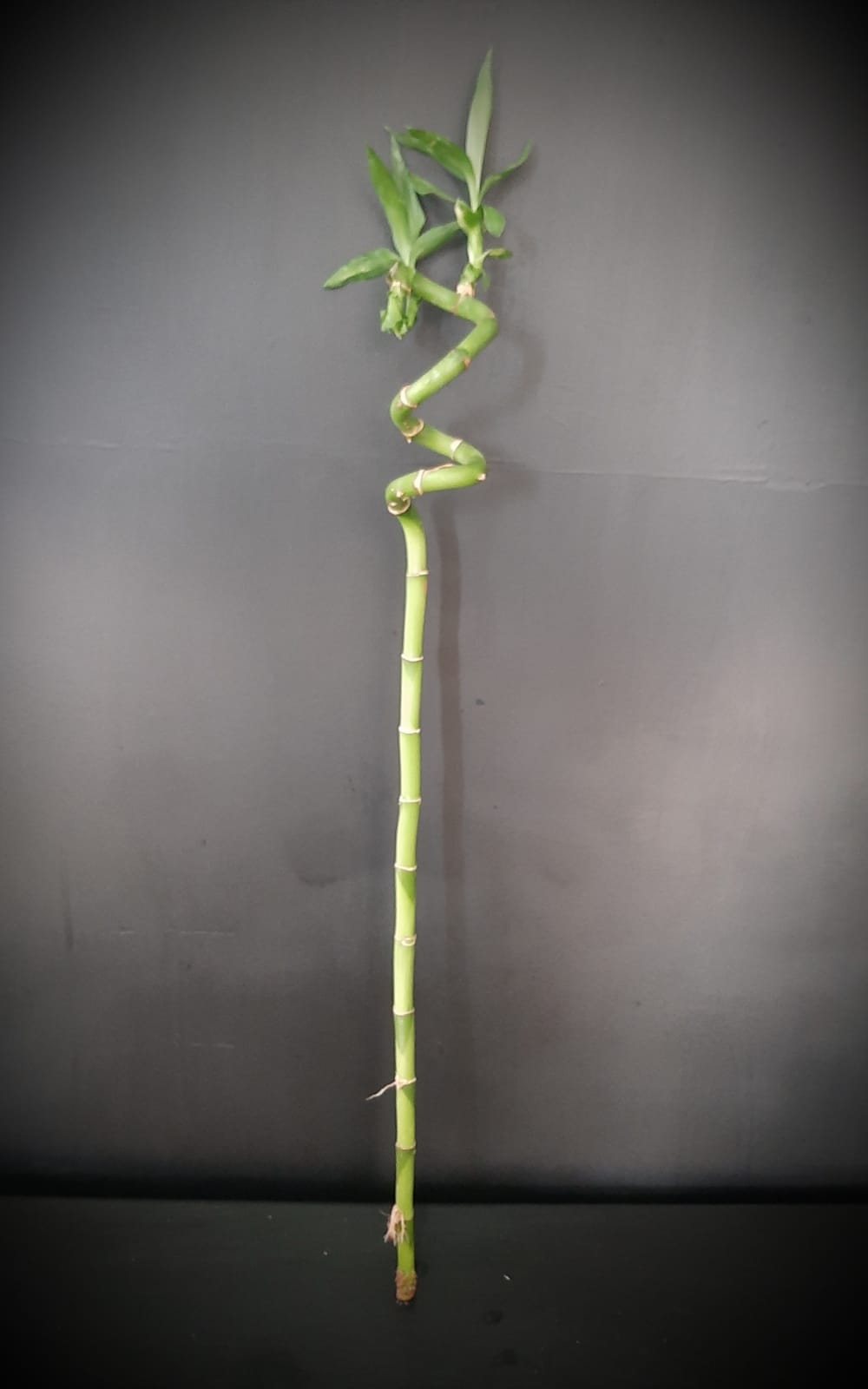 TWISTED BAMBOO