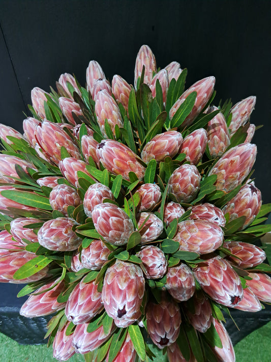 Pink Ice Proteas