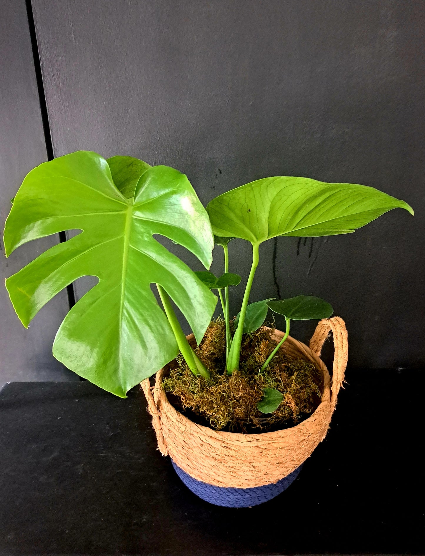 MEDIUM BASKET WITH MONSTER PLANT