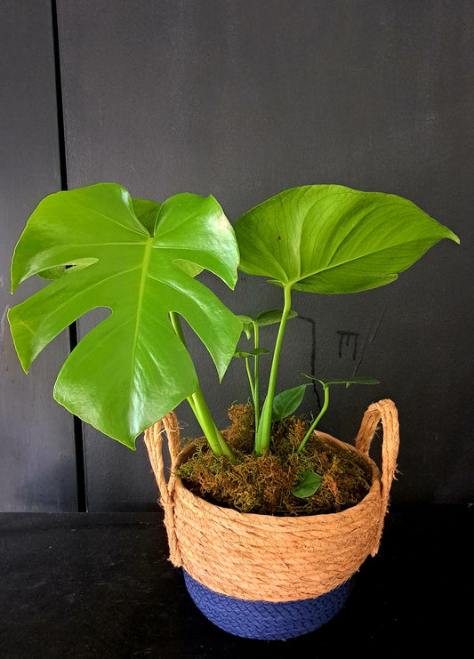 MEDIUM BASKET WITH MONSTER PLANT