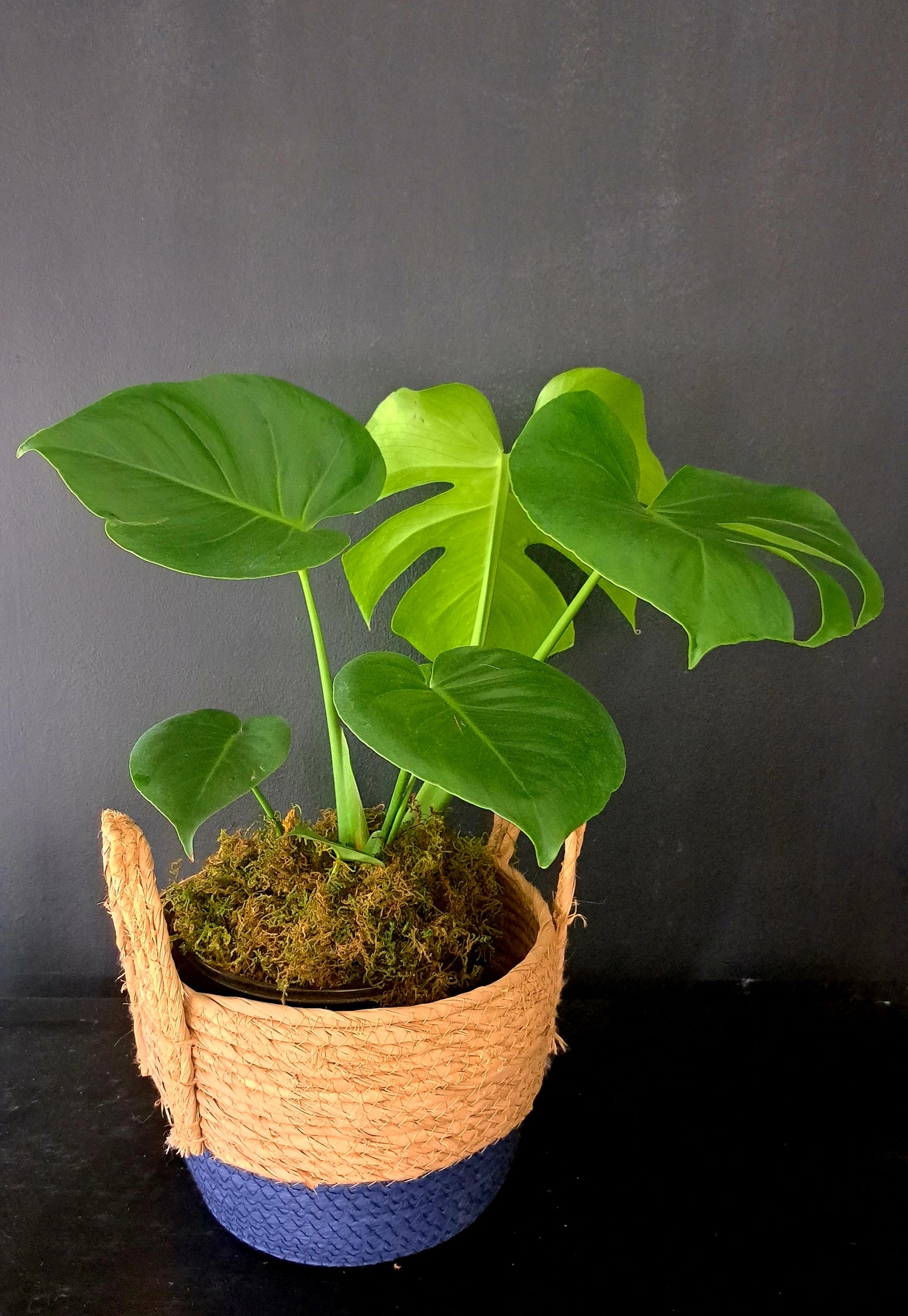 MEDIUM BASKET WITH MONSTER PLANT