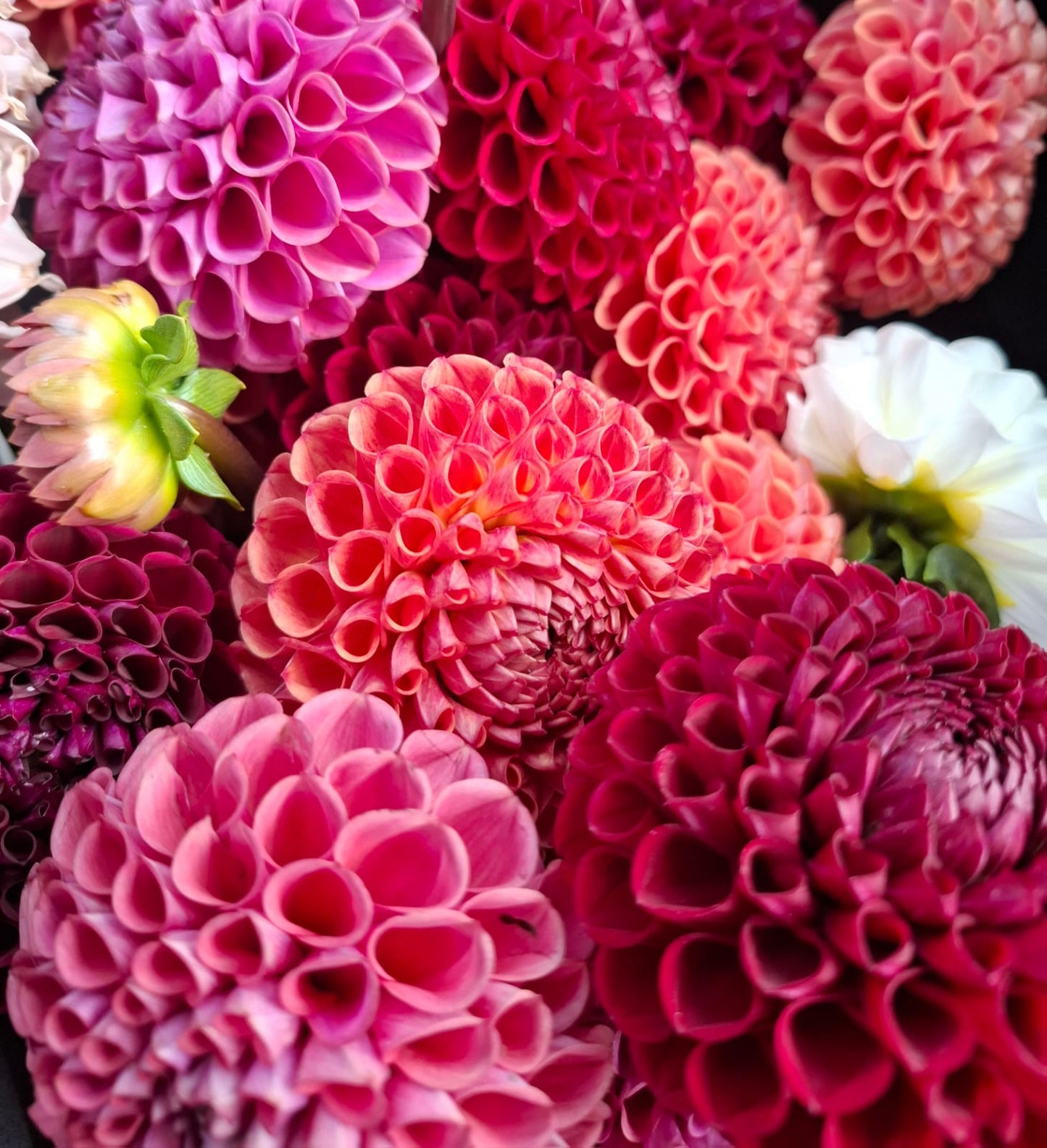 Mix Dahlia Flower Bunch
